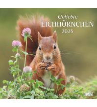 Calendars Geliebte Eichhörnchen 2025 - DUMONT Wandkalender - mit den wichtigsten Feiertagen - Format 38,0 x 35,5 cm DUMONT Kalenderverlag