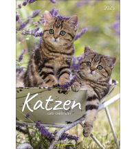 Kalender Katzen 2025 Korsch Verlag