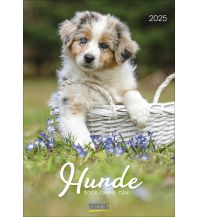 Kalender Hunde 2025 Korsch Verlag