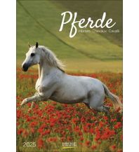 Kalender Pferde 2025 Korsch Verlag