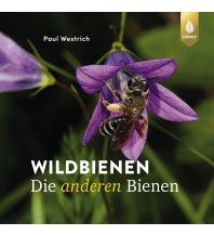 Naturführer Wildbienen die anderen Bienen Ulmer Verlag