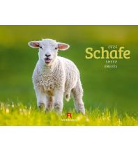 Kalender Schafe Kalender 2025 F.A. Ackermann Kunstverlag