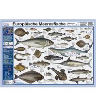 Diving / Snorkeling Europäische Meeresfische Planet Poster Editions