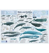 Diving / Snorkeling Wale und Delfine Planet Poster Editions