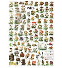 Nature and Wildlife Guides Pilze Planet Poster Editions