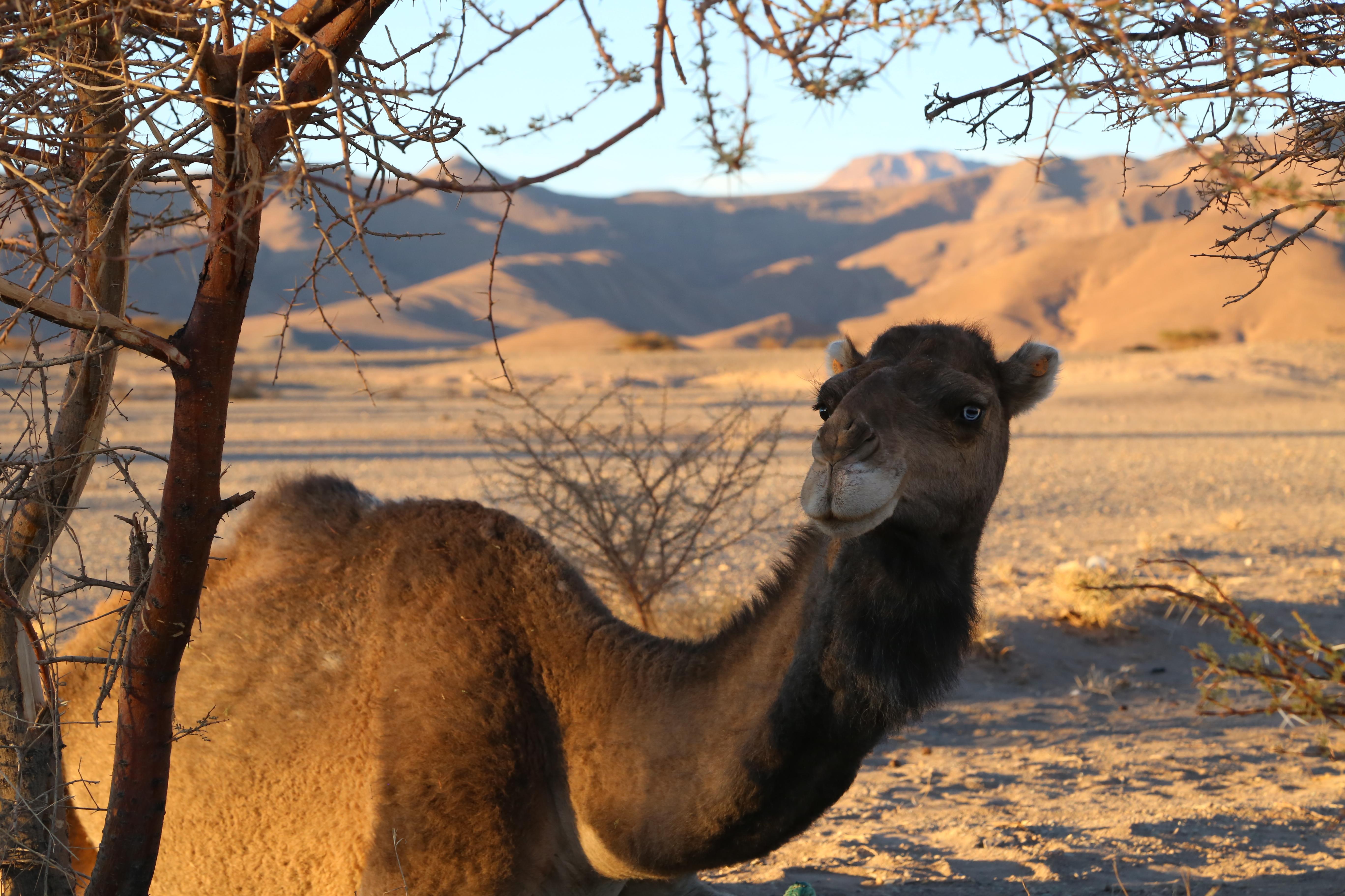 Eine Woche mit Dromedaren durch die Wüste ©Sabine Buchta und Peter Unfried