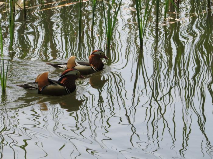 Wasservögel im Hohenauer Teich