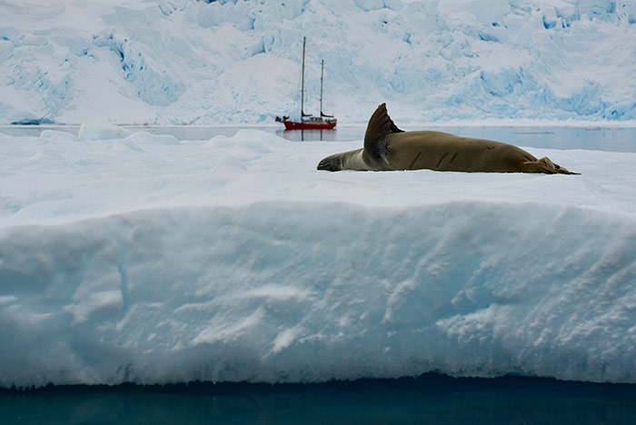 Robbe chillt in der Antarktis ©Claudia und Jürgen Kirchberger