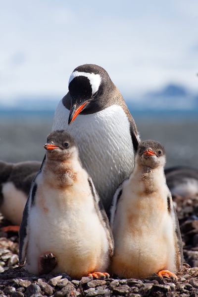 Pinguine Antarktis ©Claudia und Jürgen Kirchberger